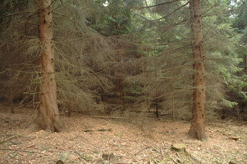 Dark forest