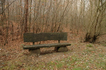 A bench in an autoomn forest