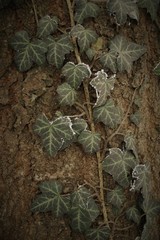 Beautiful natural background of ivy leaves on the bark of a tree