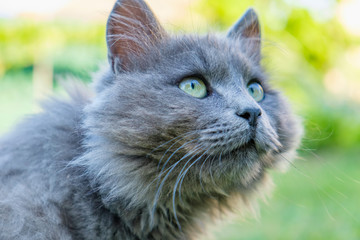 Naklejka na ściany i meble Fluffy grey cranky cat looks up outdoor in summer