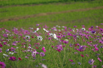Fototapeta premium お花畑