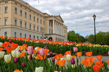 Colorful tulips blooming in Royal Palace garden in Oslo, Norway, building of palace, few tourists in soft focus walk, cloudy sky