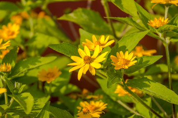 yellow flowers on green stems with leaves on a red background