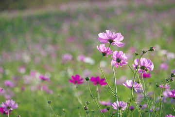 Obraz premium 花