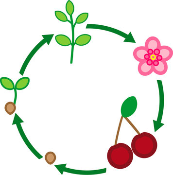 Life cycle of cherry tree. Plant growth stage
