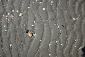 Detail of Sea shell on sandy beach.