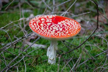 Dotted red mushroom. Rood met witte stippen