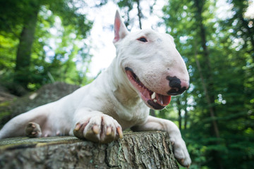 Portrait of bull terrier smiling