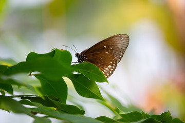 Butterfly on a leaf