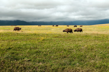 Bufalos in the prairies of Tanzania