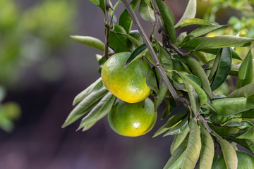 熟れ始めたミカンの実