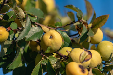 樹上のカリンの実