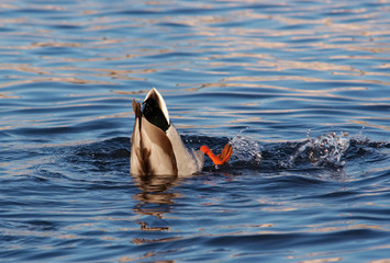 Obraz premium Hunting wild duck