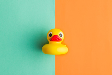 Flat lay of bath duck.