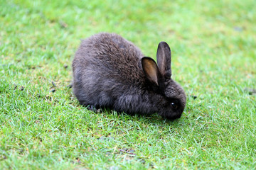 black rabbit on the lush green grass
