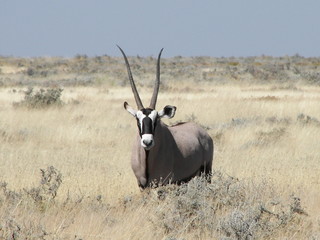 Afrika