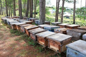 Hives of bees in the apiary