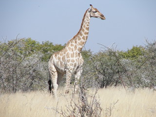 Afrika