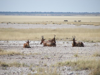 Afrika