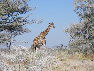 Afrika