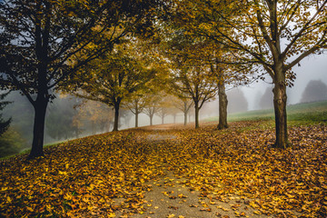 Autumn Path © Andrew C. Albright