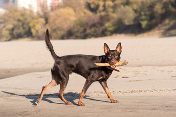 Australian Kelpie dog runs and plays on the sand next to the river