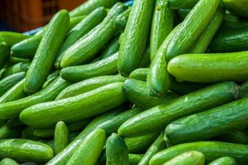 Fresh cucumbers at the market