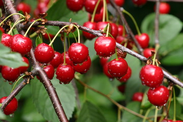 Kirschen am Baum