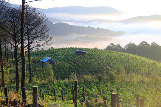 Vietnamese coffee plantation 