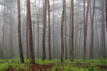 Pine forest in mist 