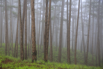 Pine forest in mist 