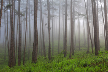 Pine forest in mist 