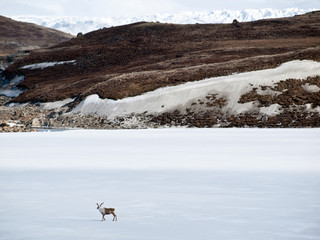 Rentier überquert einen gefroreren See in Westgrönland - im Hintergrund der Russell Gletscher © UE Images