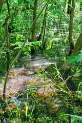 Typical landscape at swamp area of Imperial Pond (Carska bara), large natural habitat for birds and other animals from Serbia