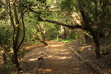 Quiet forest path in the Harold Porter National Botanic Gardens, Western Cape, South Africa.