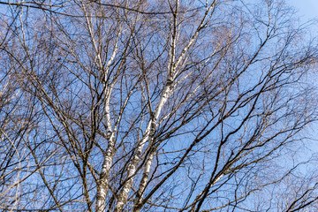 Fototapeta na wymiar beautiful birch tree trunks, branches and leaves in natural environment