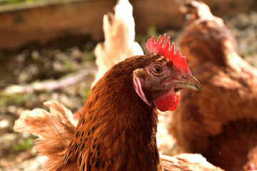 Domestic Chicken head close up portrait 