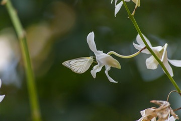white butterfly on white orchid on green bokeh background out of focus