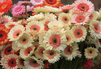 Gerbera  blossoming in green house 
