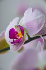 Obraz na płótnie Canvas phalaenopsis in bloom