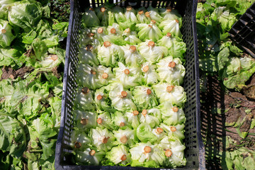 Harvesting Lettuce on filed