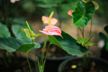 Anthurium Scoop Flower