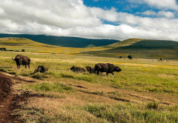 Bufalos in the prairies of Tanzania