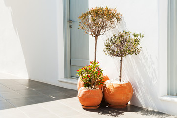 Decorative trees in the clay pots. Traditional greek architecture on Santorini island, Greece