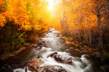 River in autumn forest at sunset. Altai, Siberia, Russia. Long exposure shoot