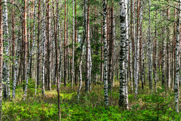 Fototapeta na wymiar beautiful birch tree trunks, branches and leaves in natural environment