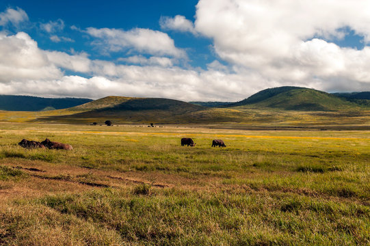 Bufalos in the prairies of Tanzania