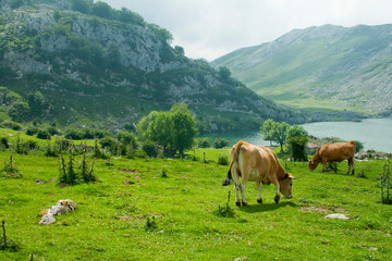 Cows grazing in a meadow a semi-cleared day in a landscape with lake and mountains