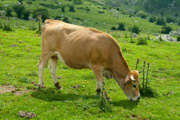 Cows grazing in a meadow a semi-cleared day in a landscape