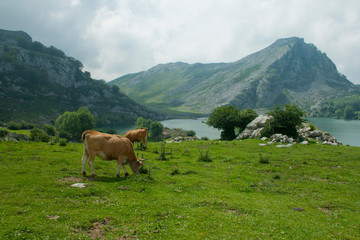 Fototapeta na wymiar Cows grazing in a meadow a semi-cleared day in a landscape with lake and mountains